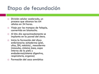 Etapa de fecundación










División celular acelerada, un
proceso que alcanza las 64
células en 24 horas.
Viaje por las trompas de falopio,
convertido en blastocito.
Al 6to día aproximadamente se
implanta en la pared del útero.
Inicia la formación del disco
embrionario: ectodermo (piel,
uñas, SN, médula) , mesodermo
(músculos, sistema óseo, capa
interna de la piel) y
endodermo(sistema digestivo,
respiratorio, organos)
Formación del saco amniótico

 