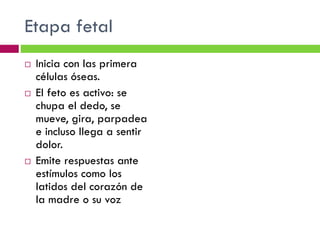 Etapa fetal






Inicia con las primera
células óseas.
El feto es activo: se
chupa el dedo, se
mueve, gira, parpadea
e incluso llega a sentir
dolor.
Emite respuestas ante
estímulos como los
latidos del corazón de
la madre o su voz

 