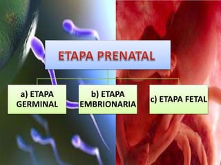 a) ETAPA
GERMINAL
b) ETAPA
EMBRIONARIA
c) ETAPA FETAL
 