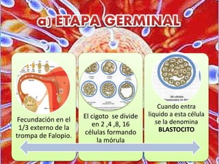 Fecundación en el
1/3 externo de la
trompa de Falopio.
El cigoto se divide
en 2 ,4 ,8, 16
células formando
la mórula
Cuando entra
liquido a esta célula
se la denomina
BLASTOCITO
 
