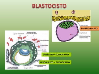 EMBRIOBLASTO
EPIBLASTO= ECTODERMO
HIPOBLASTO = ENDODERMO
 