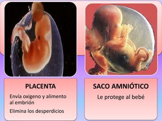 PLACENTA
Envía oxigeno y alimento
al embrión
Elimina los desperdicios
SACO AMNIÓTICO
Le protege al bebé
 