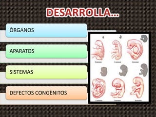 ÒRGANOS
APARATOS
SISTEMAS
DEFECTOS CONGÈNITOS
 