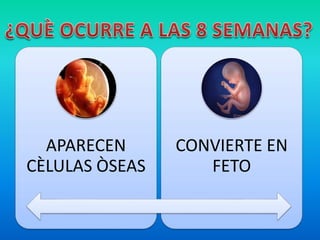 APARECEN
CÈLULAS ÒSEAS
CONVIERTE EN
FETO
 