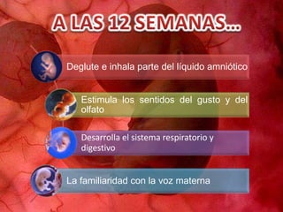 Deglute e inhala parte del líquido amniótico
Estimula los sentidos del gusto y del
olfato
Desarrolla el sistema respiratorio y
digestivo
La familiaridad con la voz materna
 