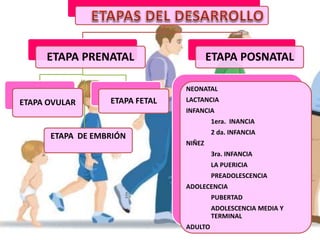 ETAPA PRENATAL
ETAPA OVULAR ETAPA FETAL
ETAPA POSNATAL
NEONATAL
LACTANCIA
INFANCIA
1era. INANCIA
2 da. INFANCIA
NIÑEZ
3ra. INFANCIA
LA PUERICIA
PREADOLESCENCIA
ADOLECENCIA
PUBERTAD
ADOLESCENCIA MEDIA Y
TERMINAL
ADULTO
ETAPA DE EMBRIÓN
 