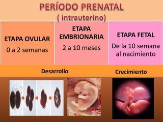 ETAPA OVULAR
0 a 2 semanas
ETAPA
EMBRIONARIA
2 a 10 meses
ETAPA FETAL
De la 10 semana
al nacimiento
Desarrollo Crecimiento
 