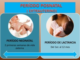 PERÍODO NEONATAL
2 primeras semanas de vida
externa
PERÍODO DE LACTANCIA
Del 1er. al 12 mes
 