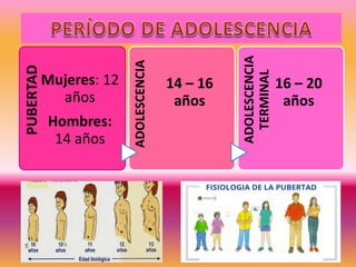 PUBERTAD
Mujeres: 12
años
Hombres:
14 años ADOLESCENCIA
14 – 16
años
ADOLESCENCIA
TERMINAL
16 – 20
años
 