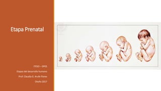 Etapa Prenatal
ITESO – DPES
Etapas del desarrollo humano
Prof. Claudia G. Arufe Flores
Otoño 2017
 