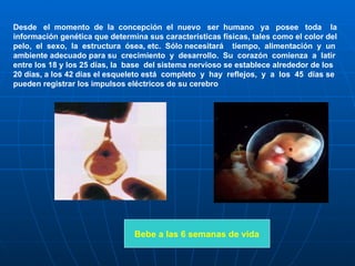 Desde  el  momento  de  la  concepción  el  nuevo  ser  humano  ya  posee  toda  la información genética que determina sus características físicas, tales como el color del pelo,  el  sexo,  la  estructura  ósea, etc.  Sólo necesitará  tiempo,  alimentación  y  un ambiente adecuado para su  crecimiento  y  desarrollo.  Su  corazón  comienza  a  latir entre los 18 y los 25 días, la  base  del sistema nervioso se establece alrededor de los 20 días, a los 42 días el esqueleto está  completo  y  hay  reflejos,  y  a  los  45  días se pueden registrar los impulsos eléctricos de su cerebro  Bebe a las 6 semanas de vida 