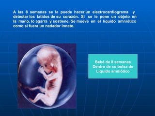 A  las  8  semanas  se  le  puede  hacer un  electrocardiograma  y detectar los  latidos de su  corazón.  Si  se  le  pone  un  objeto  en  la  mano, lo agarra  y sostiene. Se mueve  en  el  líquido  amniótico como si fuera un nadador innato.  Bebé de 8 semanas Dentro de su bolsa de Líquido amniótico 