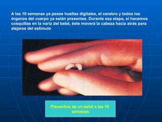 A las 10 semanas ya posee huellas digitales, el cerebro y todos los órganos del cuerpo ya están presentes. Durante esa etapa, si hacemos cosquillas en la nariz del bebé, éste moverá la cabeza hacia atrás para alejarse del estímulo  Piececitos de un bebé a las 10  semanas 