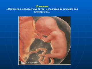 16 semanas ...Comienza a reconocer que la voz  y el corazón de su madre son externos a él... 
