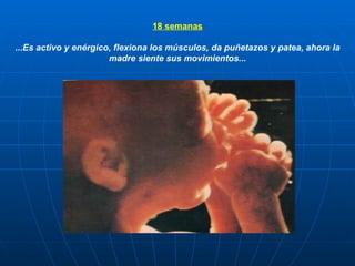 18 semanas ...Es activo y enérgico, flexiona los músculos, da puñetazos y patea, ahora la madre siente sus movimientos... 