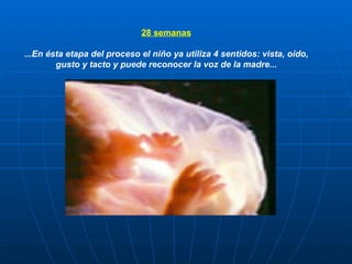28 semanas ...En ésta etapa del proceso el niño ya utiliza 4 sentidos: vista, oído, gusto y tacto y puede reconocer la voz de la madre... 