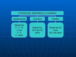 ETAPAS DEL DESARROLLO HUMANO Adolescencia Juventud Adultez Desde los ó  13 a  los ó años Desde los  20 a los 25 años Desde los 25  A los  60 o 65 años 