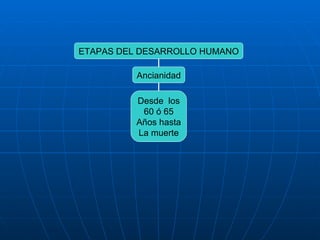 ETAPAS DEL DESARROLLO HUMANO Ancianidad Desde  los 60 ó 65 Años hasta La muerte 