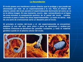La fecundación El óvulo posee una membrana celular exterior que lo protege y que puede ser atravesada  por  más  de  un  espermatozoide a  la  vez.  Pero, al  interior  del plasma celular del óvulo penetra el espermatozoide dominante tal como se ve en la última imagen. En ese momento, ocurre  algo  extraordinario en el lapso de unos minutos, la composición química  de  la  pared  del  óvulo  cambia, cerrando el paso a todos los otros espermatozoides. La razón es obvia:  más de una serie de cromosomas sería un desastre para el óvulo. Al  principio  el  núcleo  del óvulo  y  el  del  espermatozoide  se  encuentran alejados  el  uno  del  otro,  pero  poco  a  poco  se  aproximan  y  acaban por fundirse. Entonces se disuelven las  paredes  nucleares,  y  todo  el  material genético queda en el plasma celular del óvulo.                                                                                               