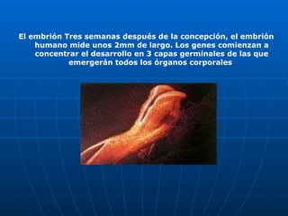 El embrión  Tres semanas después de la concepción, el embrión humano mide unos 2mm de largo. Los genes comienzan a concentrar el desarrollo en 3 capas germinales de las que emergerán todos los órganos corporales   