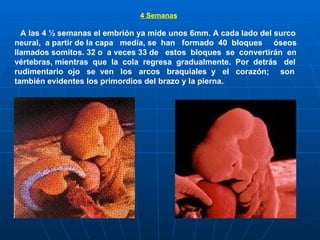 4 Semanas   A las 4 ½ semanas el embrión ya mide unos 6mm. A cada lado del surco neural,  a partir de la capa  media, se  han  formado  40  bloques  óseos llamados somitos. 32 o  a veces 33 de  estos  bloques  se  convertirán  en vértebras, mientras  que  la  cola  regresa  gradualmente.  Por  detrás  del rudimentario  ojo  se  ven  los  arcos  braquiales  y  el  corazón;  son también evidentes los primordios del brazo y la pierna.                 