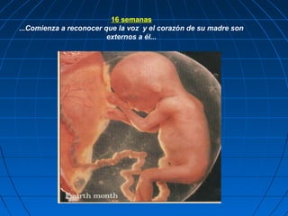 16 semanas
...Comienza a reconocer que la voz y el corazón de su madre son
                         externos a él...
 