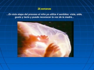 28 semanas

...En ésta etapa del proceso el niño ya utiliza 4 sentidos: vista, oído,
        gusto y tacto y puede reconocer la voz de la madre...
 