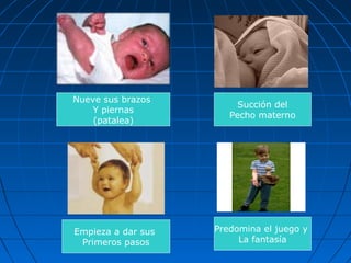 Nueve sus brazos
                         Succión del
    Y piernas
                       Pecho materno
    (patalea)




Empieza a dar sus   Predomina el juego y
 Primeros pasos          La fantasía
 