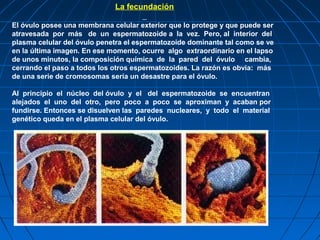 La fecundación

El óvulo posee una membrana celular exterior que lo protege y que puede ser
atravesada por más de un espermatozoide a la vez. Pero, al interior del
plasma celular del óvulo penetra el espermatozoide dominante tal como se ve
en la última imagen. En ese momento, ocurre algo extraordinario en el lapso
de unos minutos, la composición química de la pared del óvulo cambia,
cerrando el paso a todos los otros espermatozoides. La razón es obvia: más
de una serie de cromosomas sería un desastre para el óvulo.

Al principio el núcleo del óvulo y el del espermatozoide se encuentran
alejados el uno del otro, pero poco a poco se aproximan y acaban por
fundirse. Entonces se disuelven las paredes nucleares, y todo el material
genético queda en el plasma celular del óvulo.
 