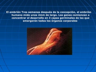 El embrión Tres semanas después de la concepción, el embrión
    humano mide unos 2mm de largo. Los genes comienzan a
    concentrar el desarrollo en 3 capas germinales de las que
            emergerán todos los órganos corporales
 