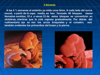 4 Semanas
A las 4 ½ semanas el embrión ya mide unos 6mm. A cada lado del surco
neural, a partir de la capa media, se han f...