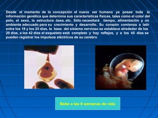 Desde el momento de la concepción el nuevo ser humano ya posee toda la
información genética que determina sus características físicas, tales como el color del
pelo, el sexo, la estructura ósea, etc. Sólo necesitará tiempo, alimentación y un
ambiente adecuado para su crecimiento y desarrollo. Su corazón comienza a latir
entre los 18 y los 25 días, la base del sistema nervioso se establece alrededor de los
20 días, a los 42 días el esqueleto está completo y hay reflejos, y a los 45 días se
pueden registrar los impulsos eléctricos de su cerebro
Bebe a las 6 semanas de vida
 