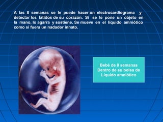 A las 8 semanas se le puede hacer un electrocardiograma y
detectar los latidos de su corazón. Si se le pone un objeto en
la mano, lo agarra y sostiene. Se mueve en el líquido amniótico
como si fuera un nadador innato.
Bebé de 8 semanas
Dentro de su bolsa de
Líquido amniótico
 