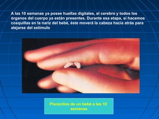 A las 10 semanas ya posee huellas digitales, el cerebro y todos los
órganos del cuerpo ya están presentes. Durante esa etapa, si hacemos
cosquillas en la nariz del bebé, éste moverá la cabeza hacia atrás para
alejarse del estímulo
Piececitos de un bebé a las 10
semanas
 