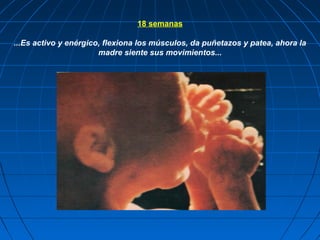 18 semanas
...Es activo y enérgico, flexiona los músculos, da puñetazos y patea, ahora la
madre siente sus movimientos...
 