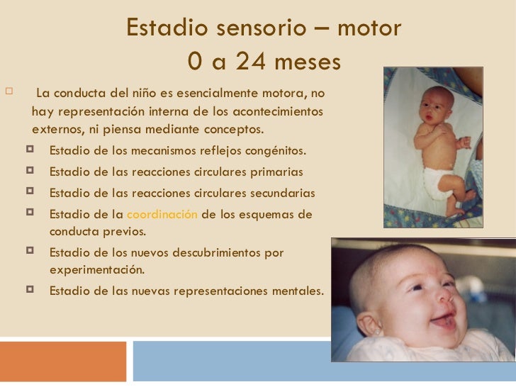 Etapas Del Desarrollo