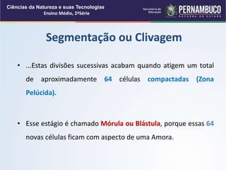 • ...Estas divisões sucessivas acabam quando atigem um total
de aproximadamente 64 células compactadas (Zona
Pelúcida).
• Esse estágio é chamado Mórula ou Blástula, porque essas 64
novas células ficam com aspecto de uma Amora.
Segmentação ou Clivagem
Ciências da Natureza e suas Tecnologias
Ensino Médio, 2ªSérie
 