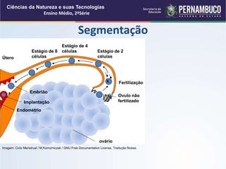Segmentação
Ciências da Natureza e suas Tecnologias
Ensino Médio, 2ªSérie
Imagem: Ciclo Menstrual / M.Komorniczak / GNU Free Documentation License. Tradução Nossa.
ovário
Ovulo não
fertilizado
Fertilização
Estágio de 2
células
Estágio de 4
células
Estágio de 8
células
Útero
Embrião
Endométrio
Implantação
 
