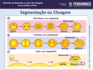 Segmentação ou Clivagem
Ciências da Natureza e suas Tecnologias
Ensino Médio, 2ªSérie
Imagem:
SEE-PE,
redesenhado
a
partir
de
imagem
de
Autor
Desconhecido.
 