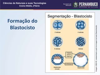 Formação do
Blastocisto
Ciências da Natureza e suas Tecnologias
Ensino Médio, 2ªSérie
Imagem:
SEE-PE,
redesenhado
a
partir
de
imagem
de
Autor
Desconhecido.
 