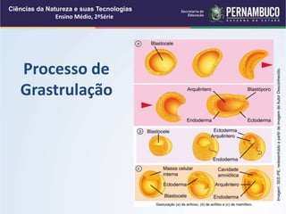 Processo de
Grastrulação
Ciências da Natureza e suas Tecnologias
Ensino Médio, 2ªSérie
Imagem:
SEE-PE,
redesenhado
a
partir
de
imagem
de
Autor
Desconhecido.
 