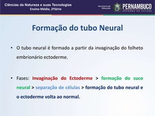 • O tubo neural é formado a partir da invaginação do folheto
embrionário ectoderme.
• Fases: Invaginação do Ectoderme > formação do suco
neural > separação de células > formação do tubo neural e
o ectoderme volta ao normal.
Formação do tubo Neural
Ciências da Natureza e suas Tecnologias
Ensino Médio, 2ªSérie
 
