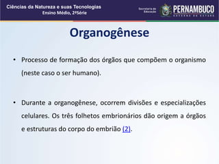 • Processo de formação dos órgãos que compõem o organismo
(neste caso o ser humano).
• Durante a organogênese, ocorrem divisões e especializações
celulares. Os três folhetos embrionários dão origem a órgãos
e estruturas do corpo do embrião (2).
Organogênese
Ciências da Natureza e suas Tecnologias
Ensino Médio, 2ªSérie
 