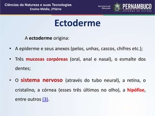 A ectoderme origina:
• A epiderme e seus anexos (pelos, unhas, cascos, chifres etc.);
• Três mucosas corpóreas (oral, anal e nasal), o esmalte dos
dentes;
• O sistema nervoso (através do tubo neural), a retina, o
cristalino, a córnea (esses três últimos no olho), a hipófise,
entre outros (3).
Ectoderme
Ciências da Natureza e suas Tecnologias
Ensino Médio, 2ªSérie
 