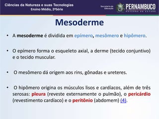 • A mesoderme é dividida em epímero, mesômero e hipômero.
• O epímero forma o esqueleto axial, a derme (tecido conjuntivo)
e o tecido muscular.
• O mesômero dá origem aos rins, gônadas e ureteres.
• O hipômero origina os músculos lisos e cardíacos, além de três
serosas: pleura (reveste externamente o pulmão), o pericárdio
(revestimento cardíaco) e o peritônio (abdomem) (4).
Mesoderme
Ciências da Natureza e suas Tecnologias
Ensino Médio, 2ªSérie
 