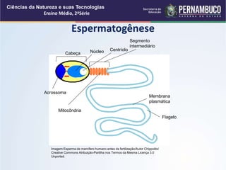 Ciências da Natureza e suas Tecnologias
Ensino Médio, 2ªSérie
Espermatogênese
Imagem:Esperma de mamífero humano antes da fertilização/Autor Chippolito/
Creative Commons Atribuição-Partilha nos Termos da Mesma Licença 3.0
Unported.
Cabeça
Acrossoma
Mitocôndria
Centríolo
Segmento
intermediário
Membrana
plasmática
Flagelo
Núcleo
 