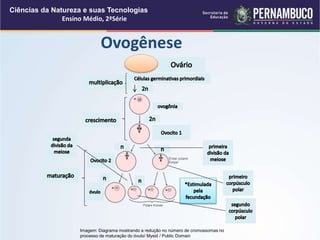 Ovogênese
Ciências da Natureza e suas Tecnologias
Ensino Médio, 2ªSérie
Imagem: Diagrama mostrando a redução no número de cromossomas no
processo de maturação do óvulo/ Mysid / Public Domain
 