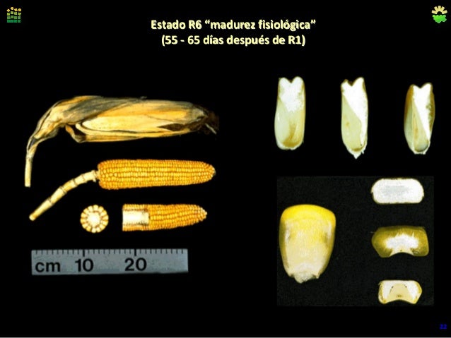 A Madurez Fisiológica A Madurez Fisiológica