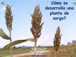Cómo se
desarrolla una
planta de
sorgo?

Cereales y Oleaginosas
Cereales y Oleaginosas

Ing. Agr. Rubén Toledo
Profesor Asistente
Dpto. Producción Vegetal
F. C. A. – U. N. C.
MP: 2818
rtoledoagro.unc.edu.ar

1

 