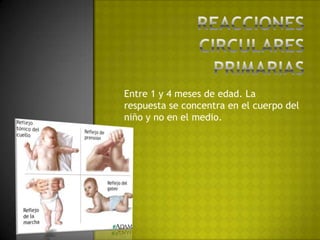 Reacciones circulares primariasEntre 1 y 4 meses de edad. La respuesta se concentra en el cuerpo del niño y no en el medio.